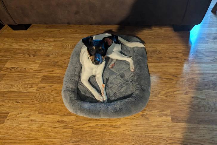 Un Ratshi Terrier allongé dans un panier et portant un collier autour du cou