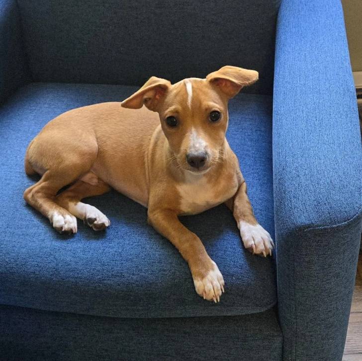 Un Ratshi Terrier au pelage bicolore, allongé sur un canapé