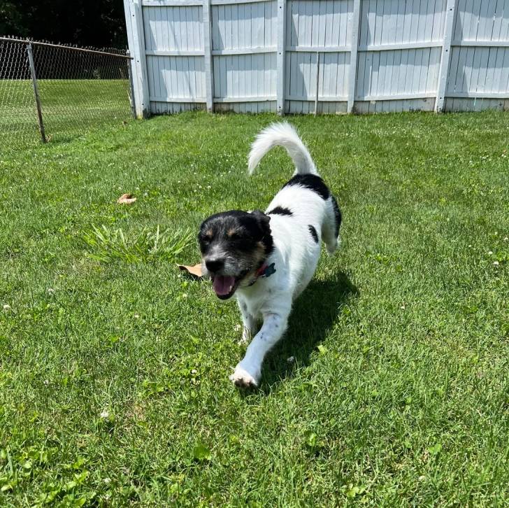 Un Ratshi Terrier au pelage bicolore, marchant sur un terrain herbeux et portant un collier autour du cou