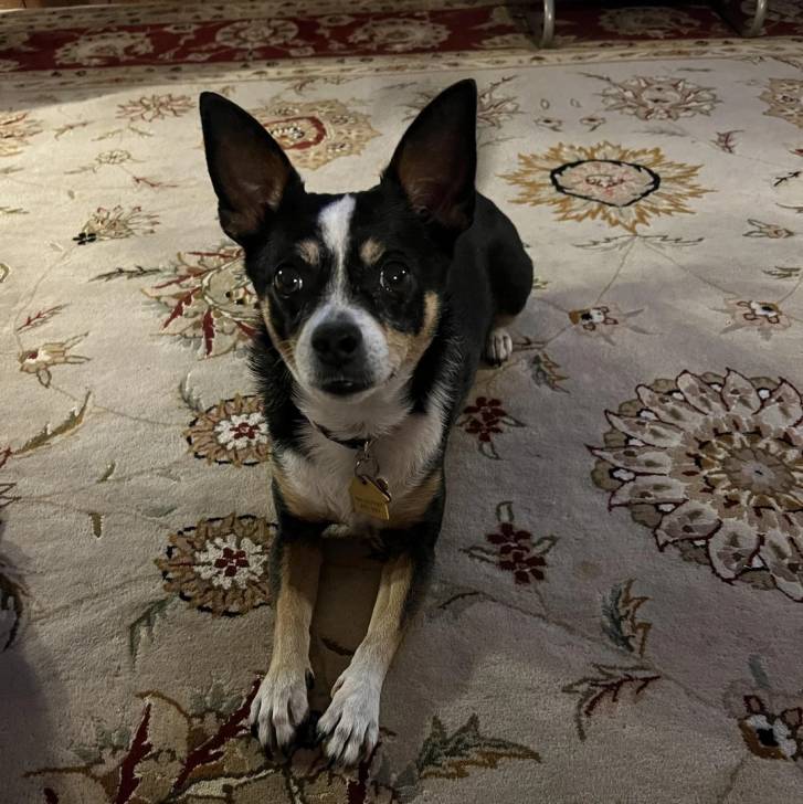 Un Ratshi Terrier au pelage tricolore, allongé sur un lit et portant un collier autour du cou