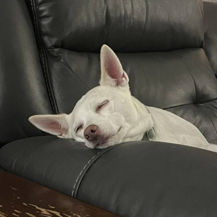 Un Ratshi Terrier au pelage blanc, allongé sur un canapé et semblant dormir 