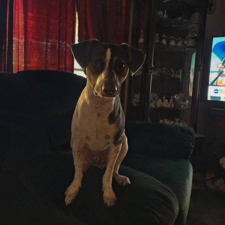 Un Ratshi Terrier au pelage tricolore, assis sur un canapé et regardant vers la caméra 