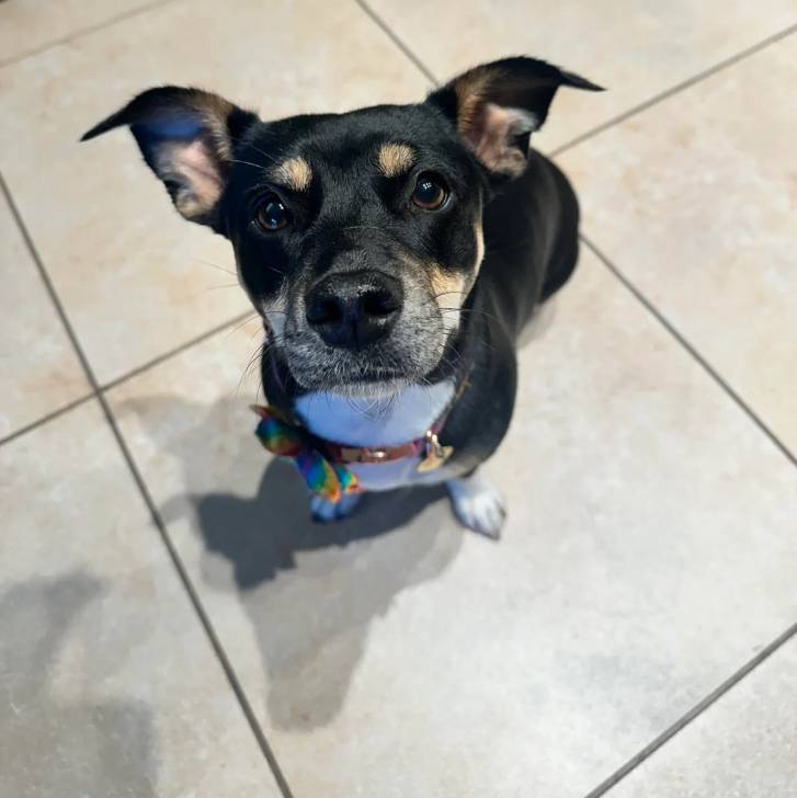 Un Ratshi Terrier au pelage tricolore, assis sur un sol carrelé et portant un collier autour du cou