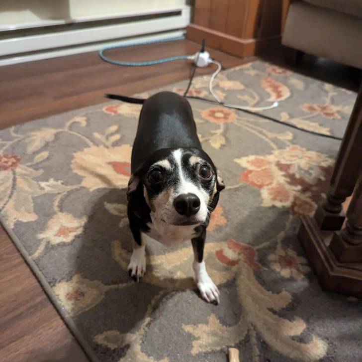 Un Ratshi Terrier au pelage tricolore, sur un tapis  