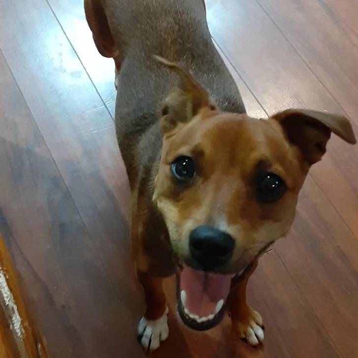Un Ratshi Terrier au pelage bicolore, sur un blancher et ayant la gueule ouverte 