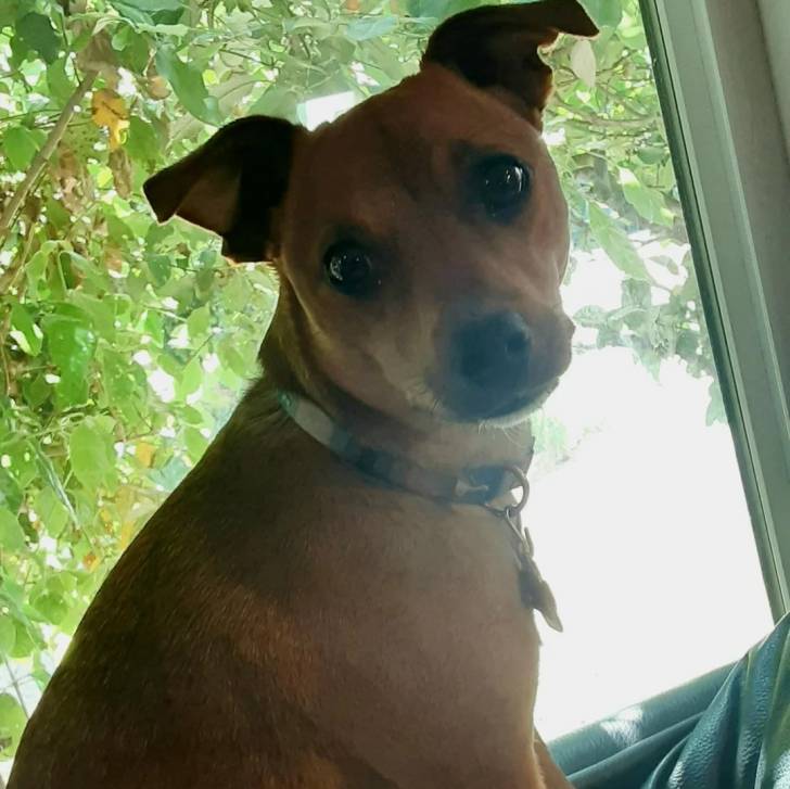 Un Ratshi Terrier au pelage bicolore, assis et portant un collier autour du cou