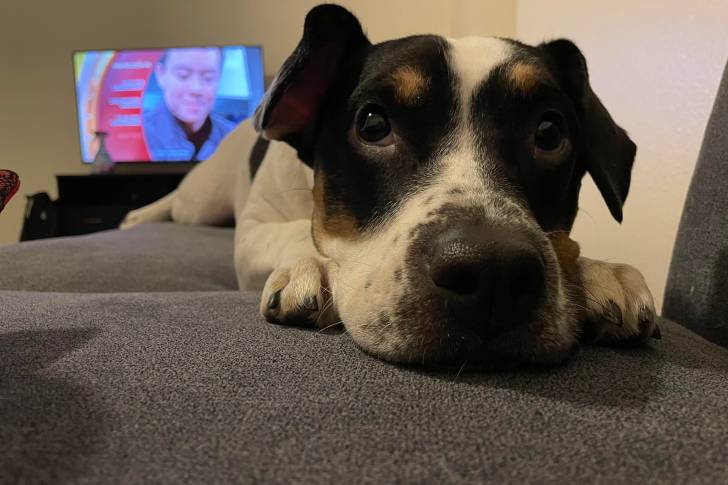 Un Ratshi Terrier allongé sur un canapé 
