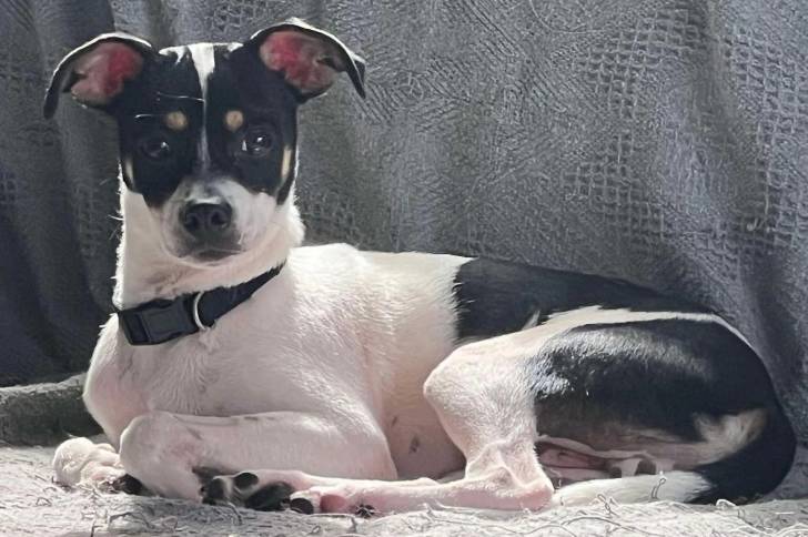 Un Ratshi Terrier allongé et portant un collier autour du cou