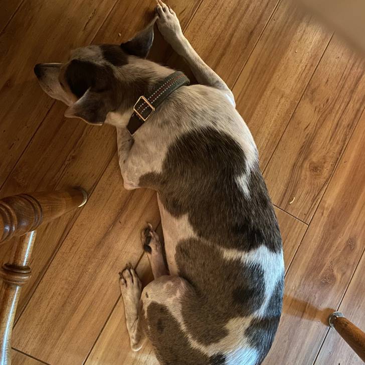 Un Ratshi Terrier au pelage bicolore, allongé sur un plancher et portant un collier autour du cou