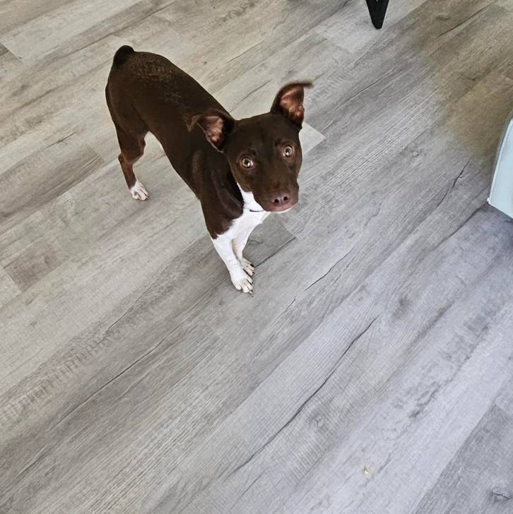 Un Ratshi Terrier au pelage bicolore, sur un plancher et regardant la caméra 