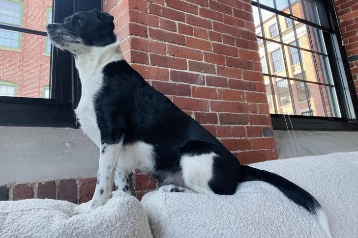 Un Ratshi Terrier assis sur un canapé et semblant détendu 
