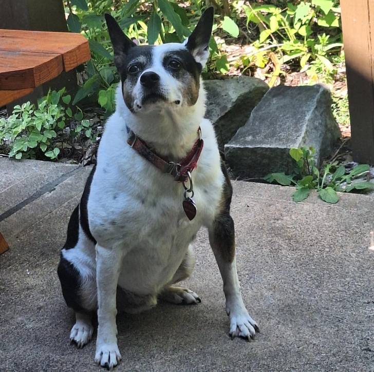 Un Ratshi Terrier au pelage bicolore, assis sur une surface en béton et portant un collier autour du cou 