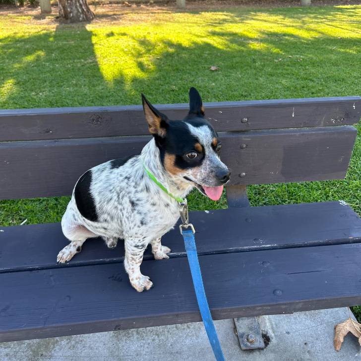 Un Ratshi Terrier au pelage tricolore, assis sur un banc et qui est tenu en laisse 