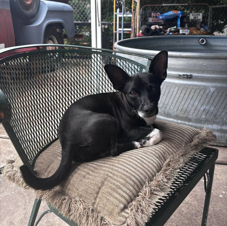 Un Ratshi Terrier au pelage bicolore, allongé sur un oreiller et regardant vers la caméra 