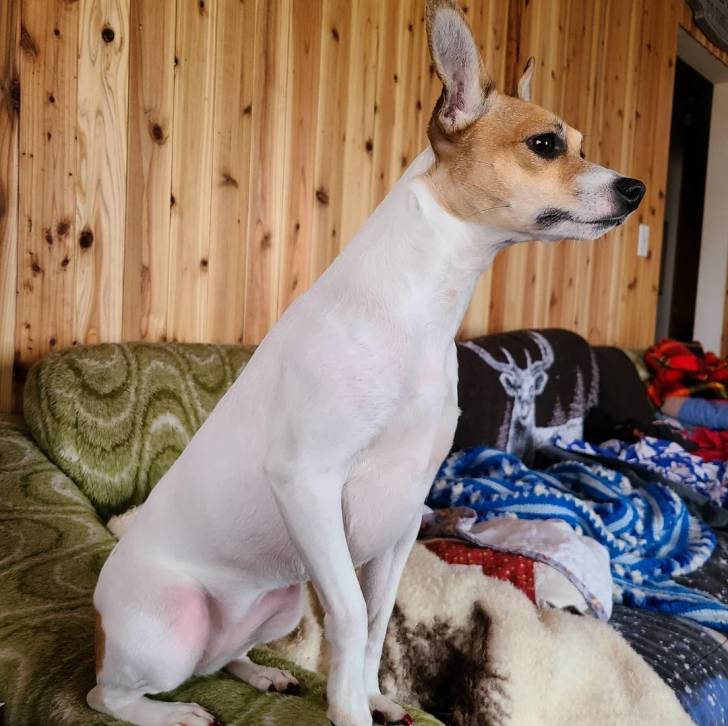 Un Ratshi Terrier au pelage bicolore, assis sur un canapé 