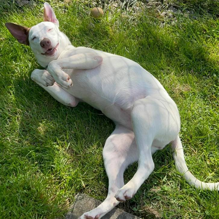 Un Ratshi Terrier au pelage blanc, allongé sur le dos sur un terrain gazonné