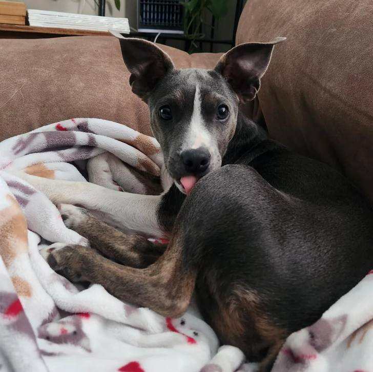 Un Ratshi Terrier au pelage bicolore, allongé sur un canapé et regardant la caméra 