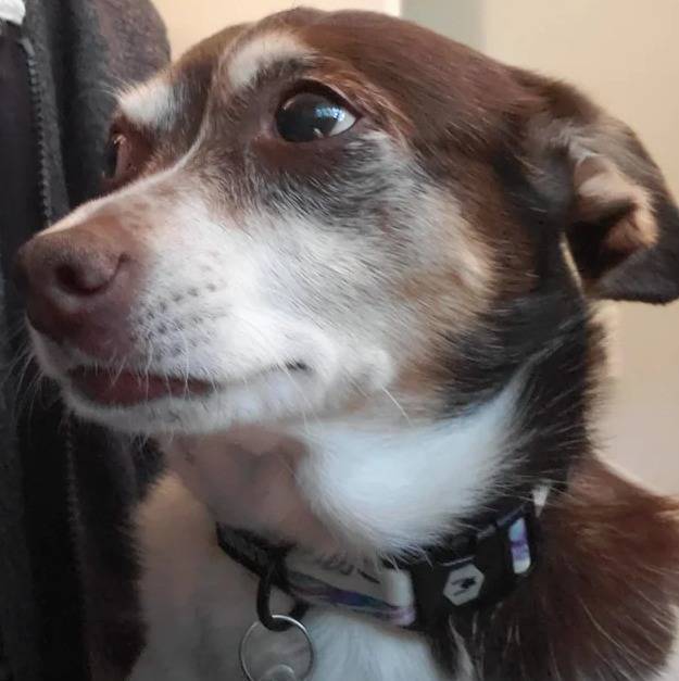 Un Ratshi Terrier au pelage bicolore, portant un collier autour du cou