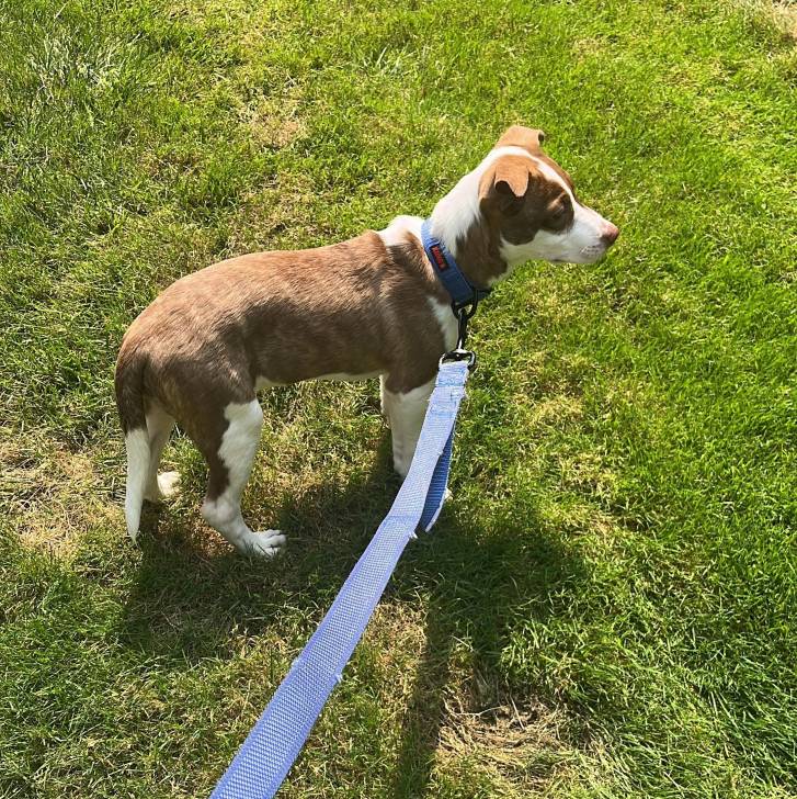 Un Ratshi Terrier au pelage bicolore, sur un terrain gazonné et qui est tenu en laisse 