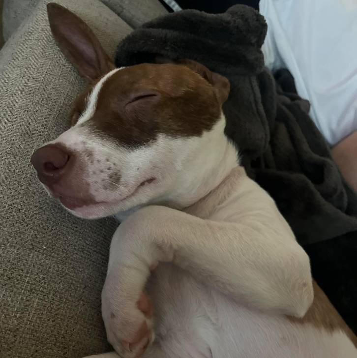 Un Ratshi Terrier au pelage bicolore, allongé sur un canapé et semblant dormir 