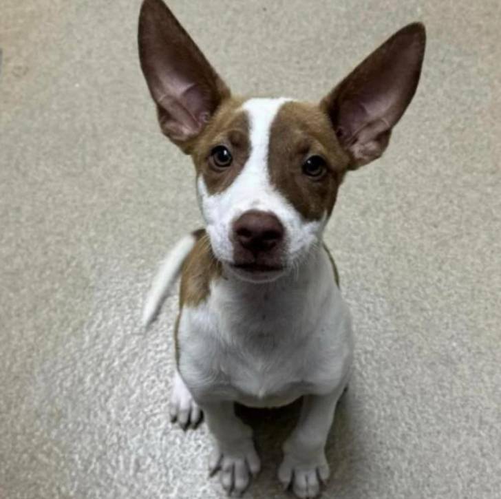 Un chiot Ratshi Terrier au pelage bicolore, assis sur une moquette et regardant la caméra 