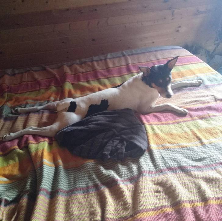 Un Ratshi Terrier au pelage tricolore, allongé sur un lit et semblant détendu