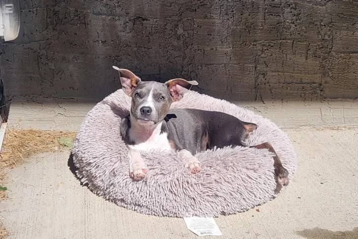 Un Ratshi Terrier allongé dans un panier 