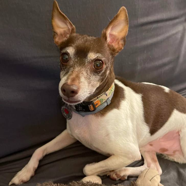 Un Ratshi Terrier au pelage bicolore, allongé sur un canapé et portant un collier autour du cou