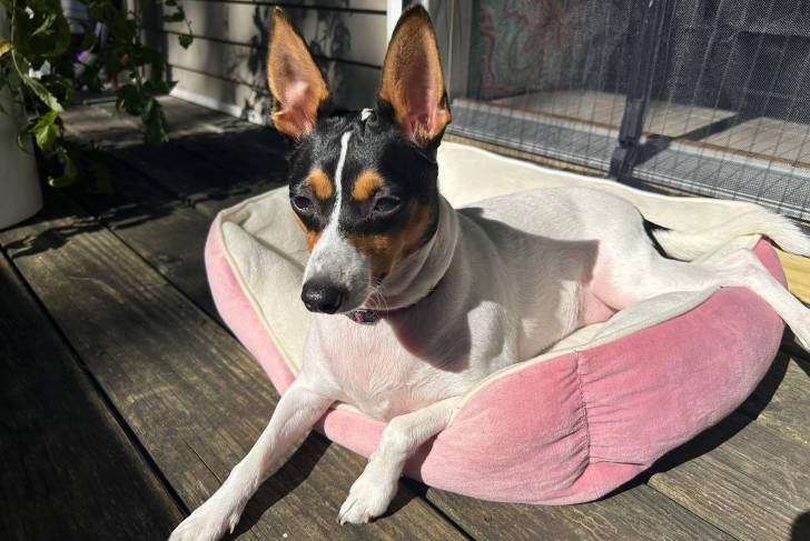 Un Ratshi Terrier allongé dans un panier et portant un collier autour du cou 