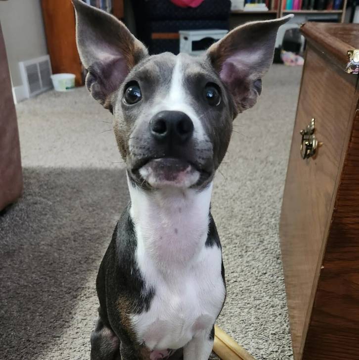 Un Ratshi Terrier au pelage bicolore, assis sur une moquette 