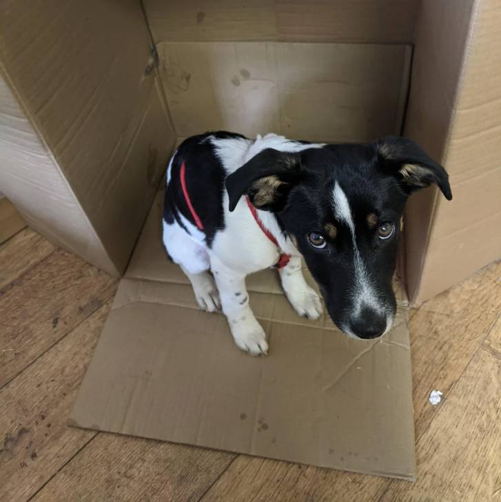 Un Ratshi Terrier au pelage tricolore, assis sur un carton et regardant vers la caméra 