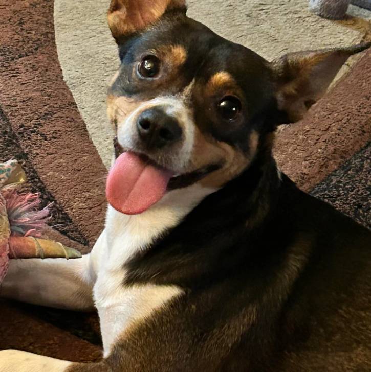Un Ratshi Terrier au pelage tricolore, allongé sur un tapis et tirant la langue 
