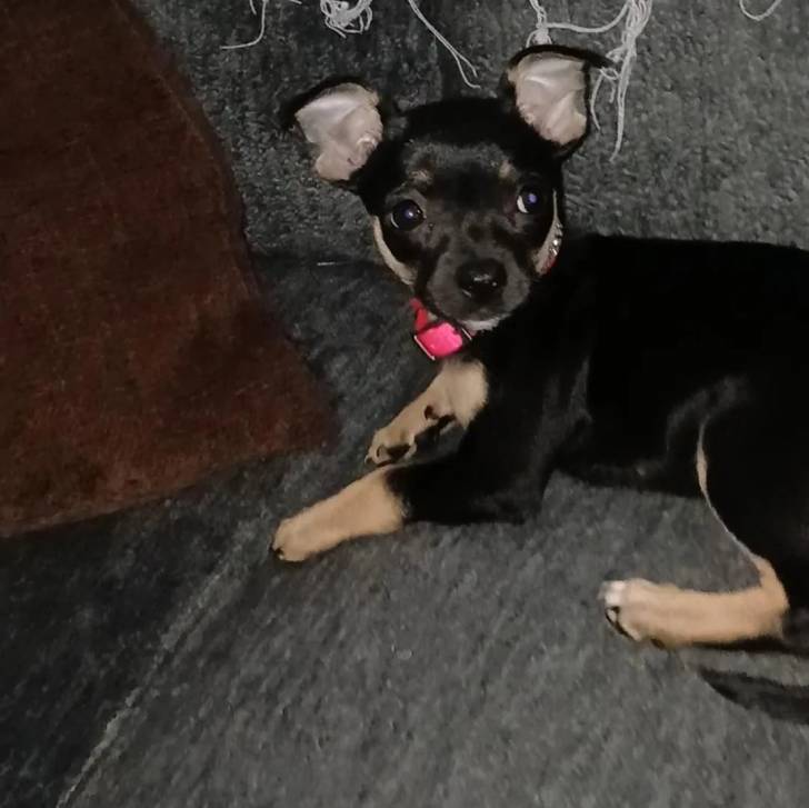 Un Ratshi Terrier au pelage bicolore, allongé et portant un collier autour du cou