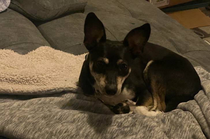 Un Ratshi Terrier allongé sur un canapé et regardant vers la caméra 
