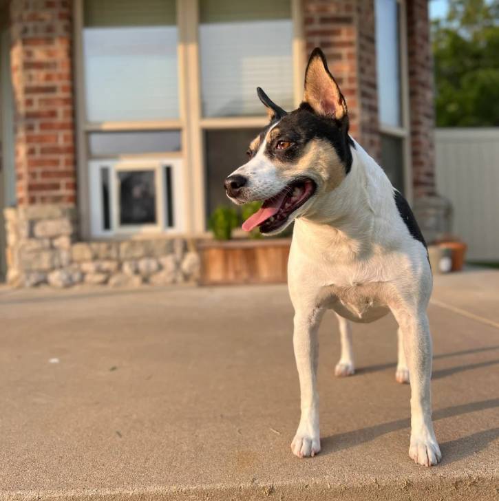 Un Ratshi Terrier au pelage bicolore, se tenant à quatre pattes sur une surface terrassée 