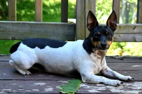 Un Ratshi Terrier allongé sur un banc en bois et regardant vers la caméra 