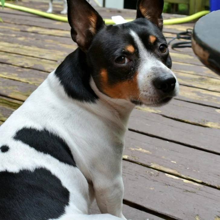 Un Ratshi Terrier au pelage tricolore, assis sur un plancher et regardant vers la caméra 
