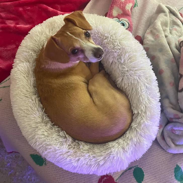 Un Ratshi Terrier au pelage bicolore, allongé dans un panier et regardant vers la caméra 