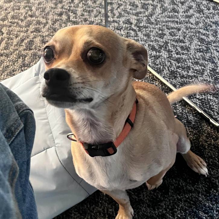 Un Ratshi Terrier au pelage tricolore, assis sur une moquette et portant un collier autour du cou