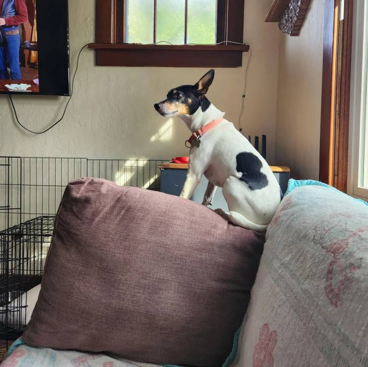 Un Ratshi Terrier au pelage tricolore, assis sur un canapé et portant un collier autour du cou