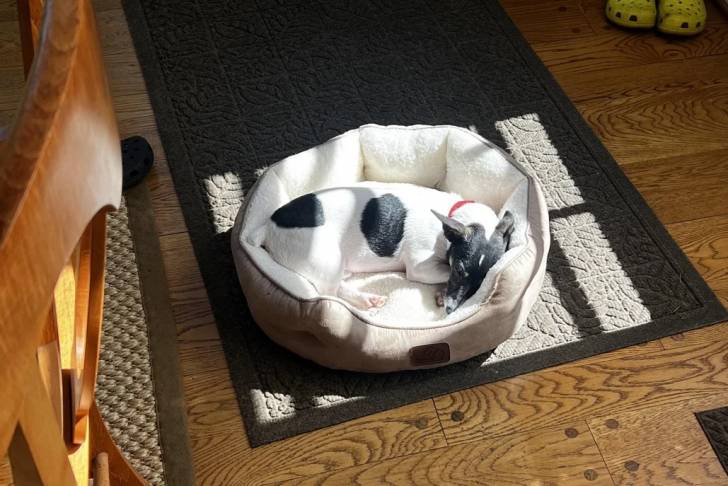 Un Ratshi Terrier allongé dans un panier