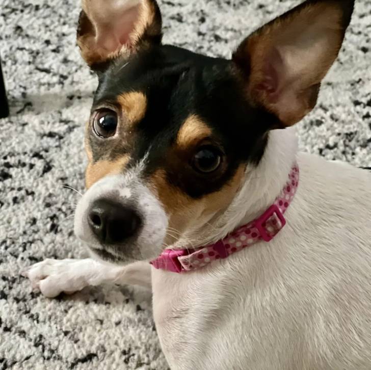 Un Ratshi Terrier au pelage tricolore, sur une moquette et portant un collier autour du cou