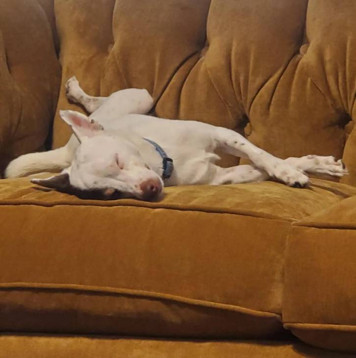 Un Ratshi Terrier au pelage blanc, allongé sur un canapé et portant un collier autour du cou 