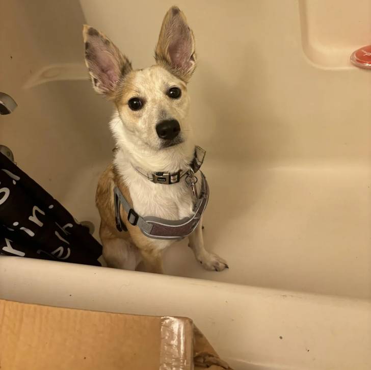 Un Ratshi Terrier au pelage bicolore, assis dans une baignoire et portant un collier autour du cou