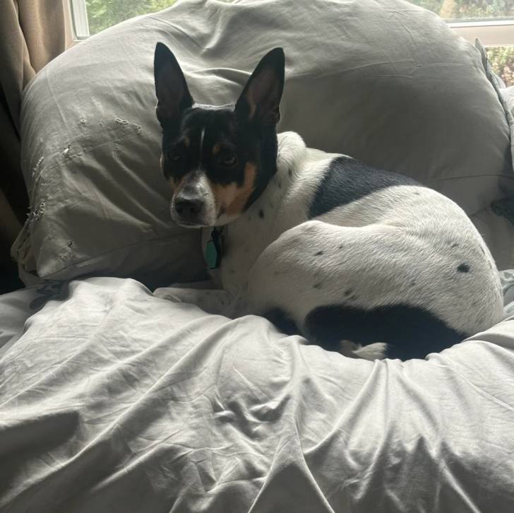 Un Ratshi Terrier au pelage tricolore, allongé sur un lit et regardant vers la caméra 