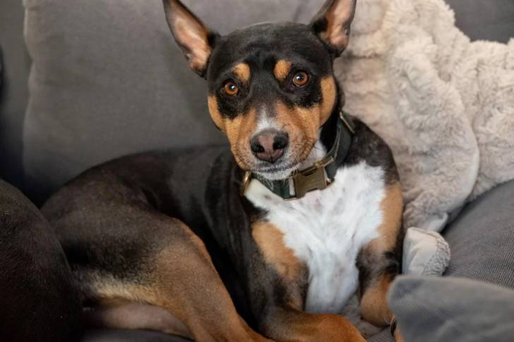 Un Ratshi Terrier assis sur un canapé et portant un collier autour du cou