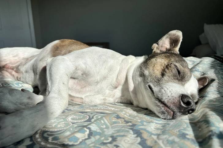 Un Ratshi Terrier allongé sur un lit et semblant dormir