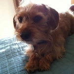 Un Schweenie à poil long et de couleur marron clair