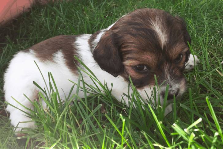 Un Schweenie principalement blanc avec des taches marron. 