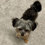 Un Jorkie au pelage bicolore, sur une moquette et regardant la caméra 